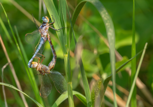 orthetrum coerulescens  orthetrum bleuissant  couple