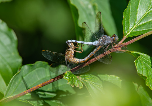 orthetrum coerulescens  orthetrum bleuissant  couple