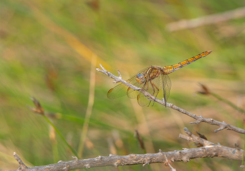 orthetrum coerulescens  orthetrum bleuissant  femelle