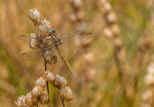 orthetrum coerulescens  orthetrum bleuissant  femelle