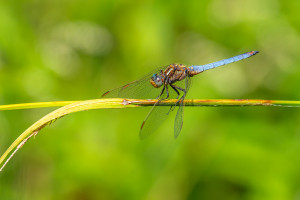 orthetrum coerulescens orthetrum bleuissant male orthetrum coerulescens orthetrum bleuissant male