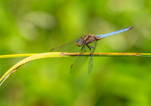orthetrum coerulescens  orthetrum bleuissant  male