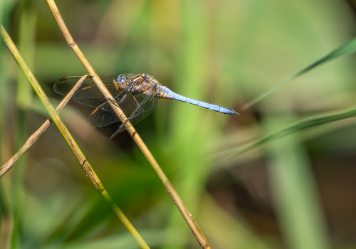 orthetrum coerulescens  orthetrum bleuissant  male