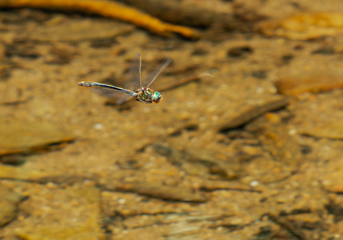 oxygastra curtisii   cordulie a corps fin male