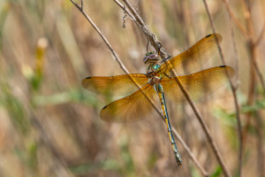 oxygastra curtisii la cordulie a corps fin femelle oxygastra curtisii la cordulie a corps fin femelle