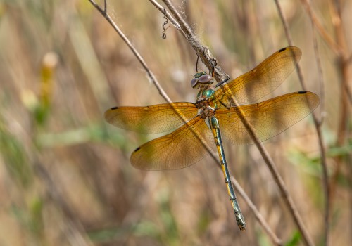 oxygastra curtisii  la cordulie a corps fin  femelle