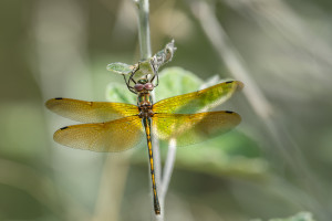 oxygastra curtisii la cordulie a corps fin femelle oxygastra curtisii la cordulie a corps fin femelle