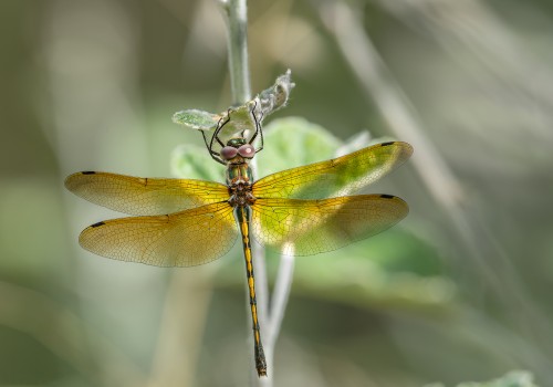 oxygastra curtisii  la cordulie a corps fin  femelle