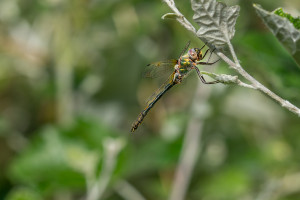 oxygastra curtisii la cordulie a corps fin male oxygastra curtisii la cordulie a corps fin male