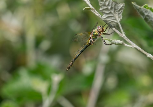 oxygastra curtisii  la cordulie a corps fin  male