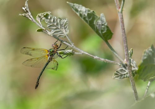 oxygastra curtisii  la cordulie a corps fin  male