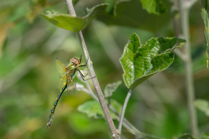 oxygastra curtisii la cordulie a corps fin male oxygastra curtisii la cordulie a corps fin male