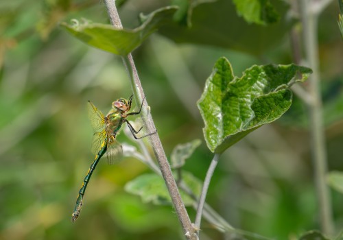 oxygastra curtisii  la cordulie a corps fin  male