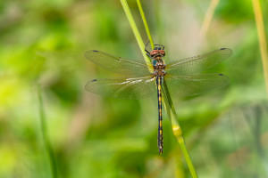oxygastra curtisii la cordulie a corps fin male oxygastra curtisii la cordulie a corps fin male