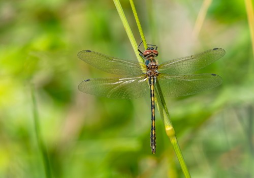 oxygastra curtisii  la cordulie a corps fin  male