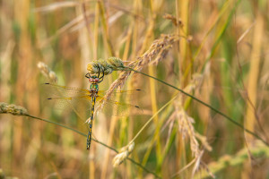 oxygastra curtisii la cordulie a corps fin male oxygastra curtisii la cordulie a corps fin male