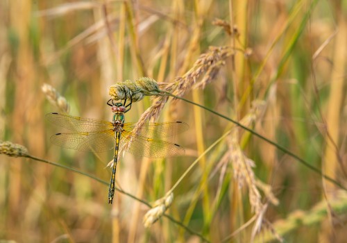 oxygastra curtisii  la cordulie a corps fin  male