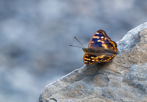 apatura ilia  petit mars changeant  forme orange clytie