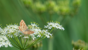 ematurga atomaria phalene picotee ematurga atomaria phalene picotee