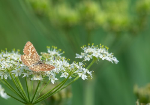 ematurga atomaria  phalene picotee 