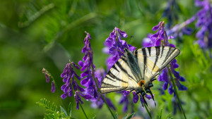 iphiclides podalirius le flambe iphiclides podalirius le flambe