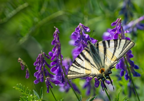 iphiclides podalirius  le flambe 