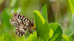 zerynthia polyxena la diane zerynthia polyxena la diane