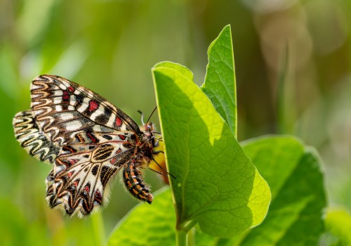 zerynthia polyxena  la diane 