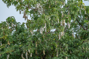 dsc1980 nef dxo deepprime dsc1980 nef dxo deepprime