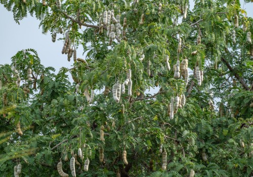  dsc1980 nef dxo deepprime