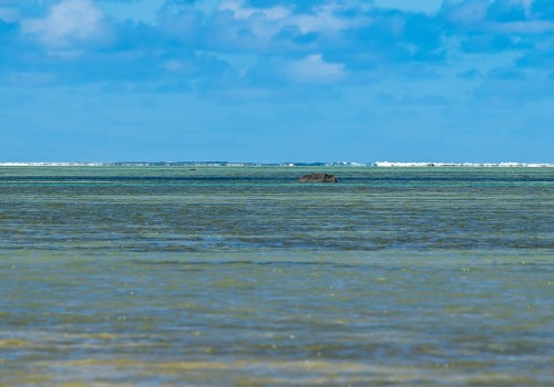  dsc2471 nef dxo deepprime