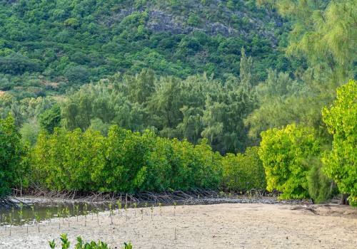  dsc2496 nef dxo deepprime