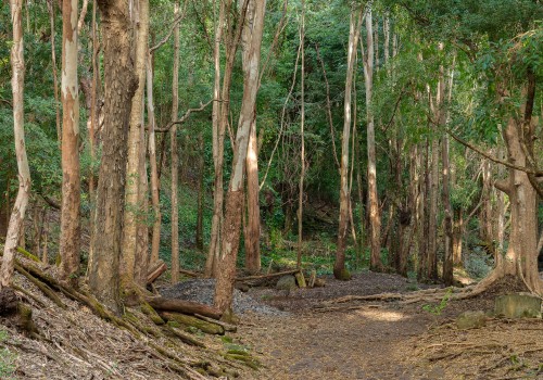 parc national de riviere noire