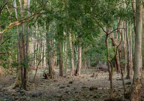 parc national de riviere noire