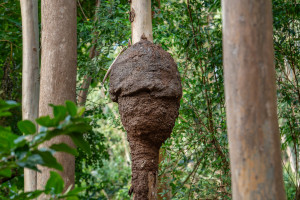 parc national de riviere noire parc national de riviere noire