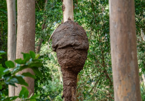 parc national de riviere noire