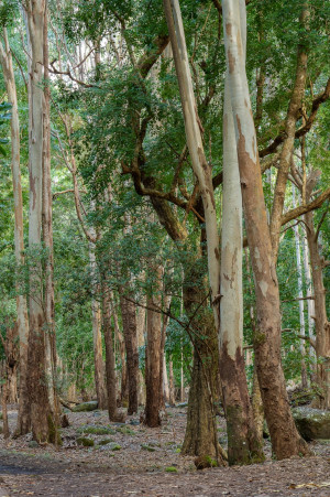 parc national de riviere noire parc national de riviere noire