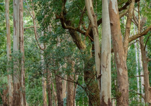 parc national de riviere noire