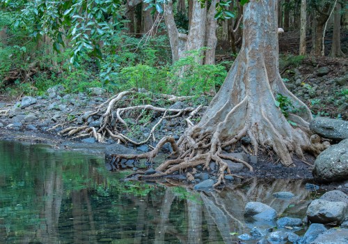 parc national de riviere noire