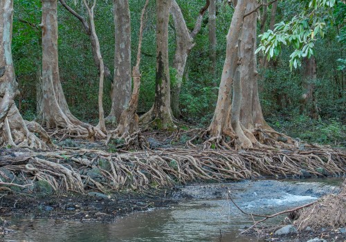 parc national de riviere noire