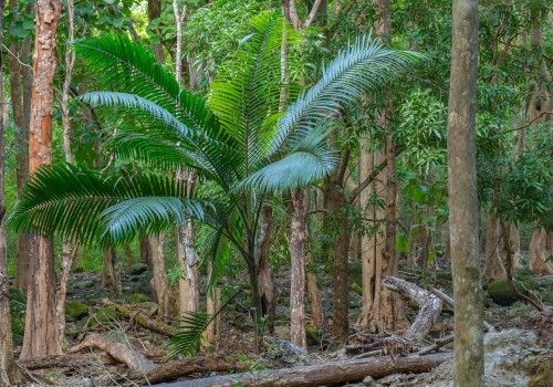 parc national de riviere noire
