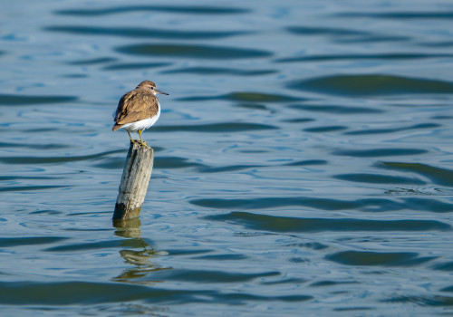 actitis hypoleucos  chevalier guignette 
