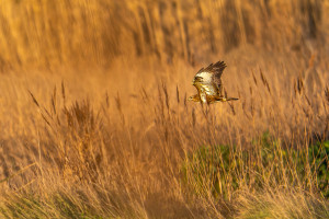 buteo buteo buse variable buteo buteo buse variable