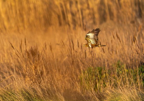 buteo buteo  buse variable 