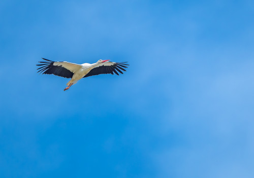ciconia ciconia  cigogne blanche 
