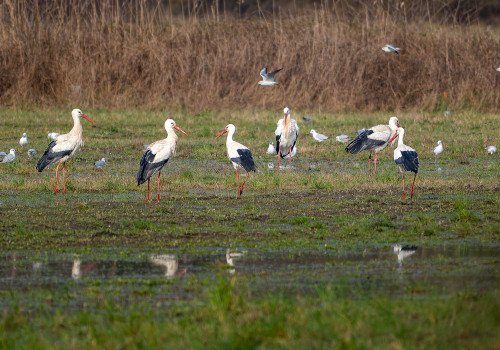 ciconia ciconia  cigogne blanche 