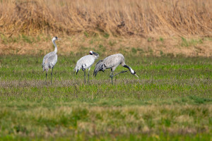 grus grus grue cendree grus grus grue cendree