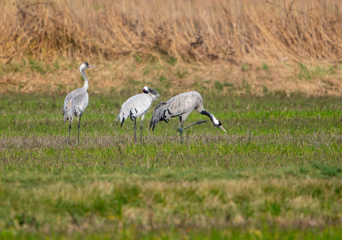 grus grus  grue cendree 
