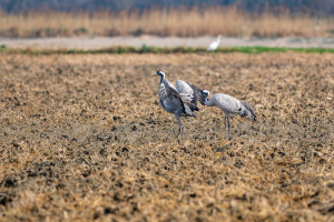 grus grus grue cendree grus grus grue cendree