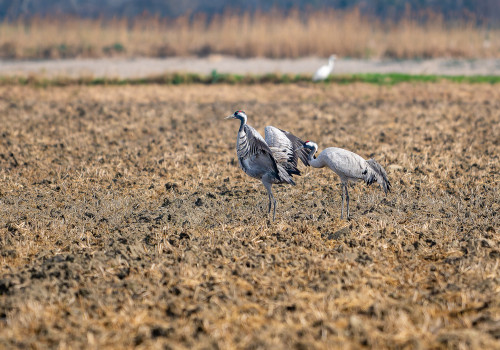 grus grus  grue cendree 